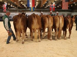 Kofamilie fra Jesper Kragelund