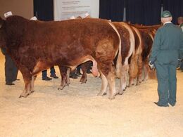 Tyr fra Kirsten Levinsen