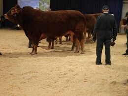 Bedste handyr 24 point