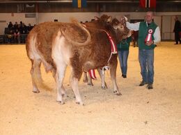 Kvie og ko fra Jesper Kragelund, begge 24 point