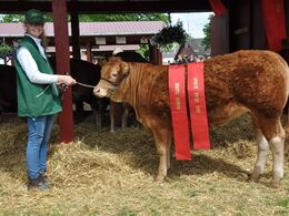 Jyderups Kastanje. Bedste yngre kvie, bedte hundyr, bedste limousinedyr Roskilde 2015. 24 point og ærespræmie. Ejer Jyderups Limousine v. Torben Mortensen, Jyderup.