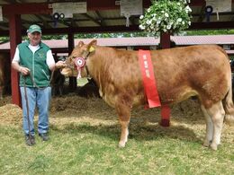 SDR.SKOVGÅRDS IRMELI. Bedste ældre kvie. 23 point og ærespræmie. Ejer Sdr. Skovgårds Limousine v. Knud Erik Szwed, Horslunde