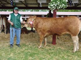 SDR. SKOVGÅRDS ILSA. 2.bedste ældre kvie. 23 point og ærespræmie. Ejer Sdr. Skovgårds Limousine v. Knud Erik Szwed, Horslunde