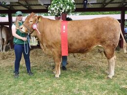 KJELDGAARD FLEUR D'OR.  Bedste ko, 23 point og ærespræmie. Ejer Præstegårdens Limousine v. Niels Henning Larsen, Grevinge.