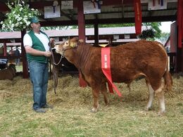 KALLE. Bedste Yngre tyr, bedste handyr, bedste pollede dyr, bedte dyr af egen avl i 2. led.. 24 point og ærespræmie. Ejer Jyderups Limousine v. Torben Mortensen, Jyderup.