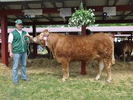 ØRNEBJERGGÅRD IRIS. 23 point og ærespræmie. Ejer Ørenebjerggård Limousine v. Jacob Kjærsgaard Jørgensen, Jyderup.