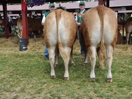 Sdr. Skovgårds Irmeli og Sdr. Skovgårds Ilsa. Bedste par. Ærespræmie. Ejer Sdr. Skovgårds Limousine v. Knud Erik Szwed, Horslunde.