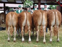 Ærespræmie til Bedste besætningsguppe fra Jyderups Limousine v. Torben Mortesen.
