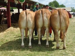 Ærespræmie til afkomstgruppen efter Fabio. Bedste afkomstgruppe. Ejer Skovlygård Limousine v/Pia Rasmussen, Sorø.