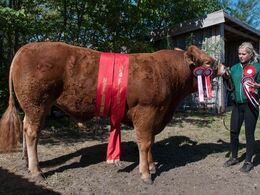 Doverodde Nawin – bedste yngre tyr, bedste handyr – fra Jesper Kragelund, Skørping – med tyren blev Mille Kragelund desuden bedste mønstrer inden for limousine