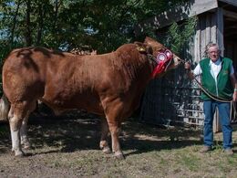 Bøgely Mister – fra Knud Graven Andersen, Hjørring