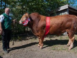 Søgård Roy – bedste ældre tyr - fra Jan Søgård Larsen, Brovst