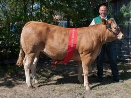 Lindegården Nancy – bedste yngre kvie – fra Peter Kragh Madsen, Randers SV