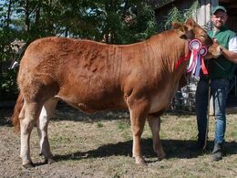 Bøgely Nuca – fra Tommy Jessing, Brørup