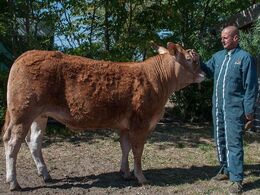 Doverodde Niquette – fra Jesper Kragelund, Skørping