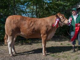 Doverodde Maxima – bedste ældre kvie – fra Flemming Pedersen, Børkop