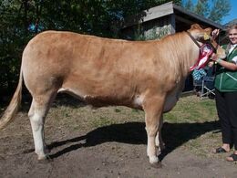 Sundsig Mulle – fra Amalie og Kenn Thygesen, Janderup – med kvien blev Amalie Thygesen desuden bedste unge udstiller