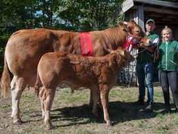 Borre Flica – bedste ældre ko – fra Tommy Jessing, Brørup