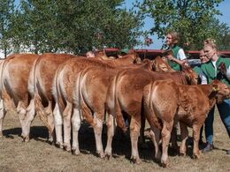 Bedste besætningsgruppe – fra Tommy Jessing, Brørup