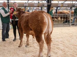 Katalog nr. 4 - Lindegården Sprite, fra Allan og Peter Kragh Madsen, Randers SV