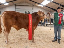 Katalog nr. 11 - Risvang Silas P, fra Bent Svenning Jessen. Bedste yngre tyr