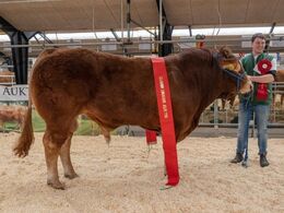 Katalog nr. 17 - Skovlyst Ohio, fra Mathias Nymann Olsen, Haarby. Bedste ældre tyr, samt skuets bedste handyr