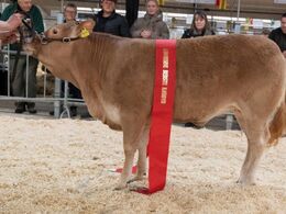 Katalog nr. 28 - Gulleruplund, fra Jens Kjærgsgaard Josefsen, Nykøbing M. Bedste køddyr