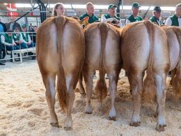 Katalog nr. 29 - Kloster Sigma (tv), fra Lars Kloster, Langå.