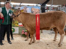 Birkely Soffi, fra Søren Grunnet, Billund. Bedste yngre kvie samt skuets bedste hundyr