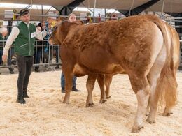 Kaalog nr. 70 - Bøgely Ronja, fra Tommy Jessing, Brørup. Bedste ældre kvie