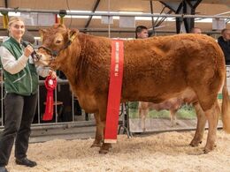 Katalog nr. 75 - Borre Natasia, fra Amalie og Kenn Thygesen, Janderup Vestj. Bedste yngre ko