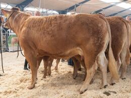 Katalog nr. 86 - Egsgaard Osaka (forrest), fra Erik og Margit Egsgaard, Brørup