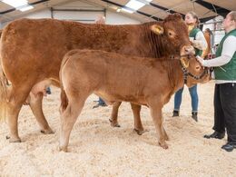 Katalog nr. 91 - Bøgesly Luca, fra Tommy Jessing, Brørup. Bedste ældre ko