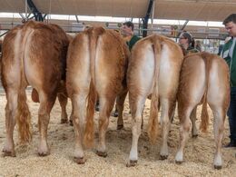 Bedste besætningsgruppe, fra Michelle Høyer & Simon Thaysen Smidt, Ferritslev