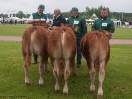 12,11 Tyre 5 - 6 mdr.  Fløj (tv) til Egsgaard Noah fra Egsgaard Limousine v/ Margit og Erik Egsgaard, Vorbasse