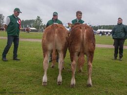 12-12 Tyre 6 - 8 mdr. Fløj (tv) til Engkjaer Mind fra Engkjær Limousine v/ Jan Winum Poulsen, Brørup