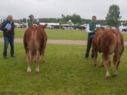 12,13 Tyre 8-10 mdr. Fløj (tv) til Bøgely Mojo P fra Bøgely Limousine v/ Tommy Jessing, Brørup