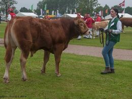 12,14 Tyre 12-14 mdr. En tyr i holdet, Risvang Mario PP fra Bent Svenning Jessen, Brørup