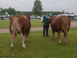 12,15 Tyre 14-16 mdr. Fløj (tv) til Bøgely Mister fra Bøgely Limousine v/ Tommy Jessing, Brørup