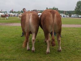 12,16 Tyre 18-21 mdr. Fløj (th) til Lindegaarden Luggi fra Lindegaarden Limousine v/ A.P. Kragh Madsen, Randers SV