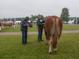 12,17 Tyre 24-30 mdr. En tyr i holdet, Randers Limos fra Simon Thaysen Smidt, Ferritslev Fyn