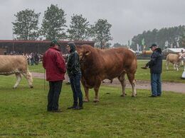 12,18 Tyre over 3 år Fløj (tv) til Kjeldgaard Ilot fra Kirsten og Rasmus Levinsen, Hammel (holdbillede glippede)