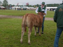 12,21 Kvier 5 - 6 mdr. En kvie i holdet, Damgaard Nikkie fra Damgaard Limousine v/ Karsten Laursen, Juelsminde