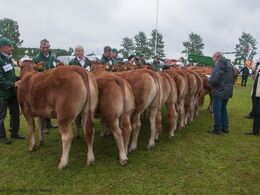 12,23 Kvier 8 - 10 mdr. Fløj (tv) til Doverodde Maxima fra Nordbygaardens Limousine, Børkop