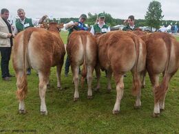 12,24 Kvier 10 - 12 mdr. Fløj (tv) til Sønderlunds Maggie fra Sønderlund Limousine, Hals
