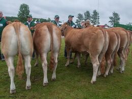 12,26 Kvier 14 - 16 mdr. Fløj (tv) til Sundsig Mulle fra Amalie og Kenn Thygesen, Janderup