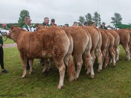 12,27 Kvier 16 - 18 mdr. Fløj (tv) til Borre Monica fra Kærsgaard Limousine v/Jesper Kragelund, Skørping