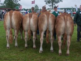 12,28 Kvier 18 - 21 mdr. Fløj (tv) til Lindholm Lykke fra Lindholm Limousine v/ Carsten Toft, Nykøbing M