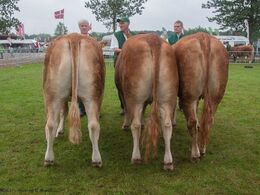 12,29 Kvier 21 - 24 mdr. Fløj til Svendshøj Limone, Jørgen Østergaard Jensen, Vinderup