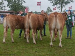 12,30 Kvier 24 - 27 mdr. Fløj (th) til Risvang Lucca fra fra Bent Svenning Jessen, Brørup